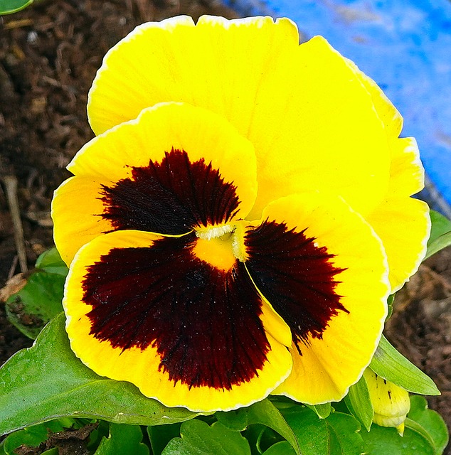Stiefmütterchen, Gelb, Blume, Garten
