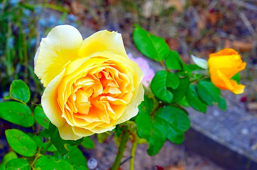 Rose, Gelbe Rose, Blume, Garten, Natur