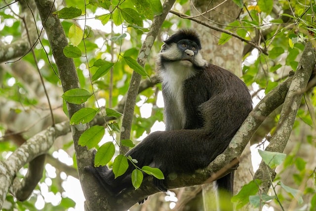 Free Monkey Nature photo and picture