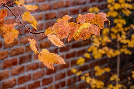 Efterår, Blade, Murværk, Gul, Orange