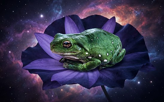 Free Fantasy Tree Frog illustration and picture
