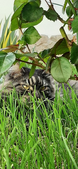 Free Cat Nature photo and picture