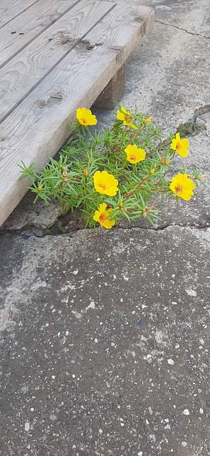 Free Flower Yellow photo and picture