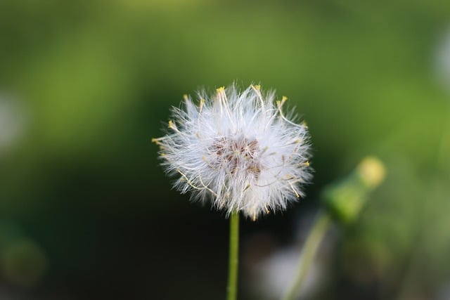 Mælkebøtte, Natur, Makro, Vild Blomst