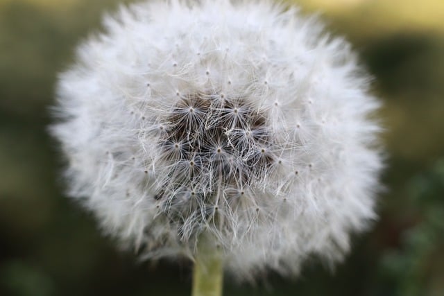 Mælkebøtte, Natur, Blomst, Mælkebøttefrø
