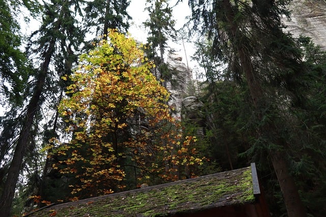 Natur, Træ, Skov, Landskab, Efterår