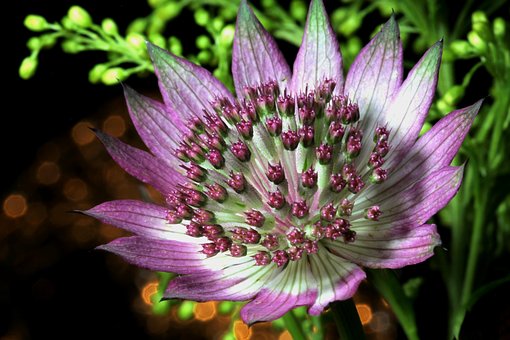 Astrantia, Květina, Růžová, Příroda