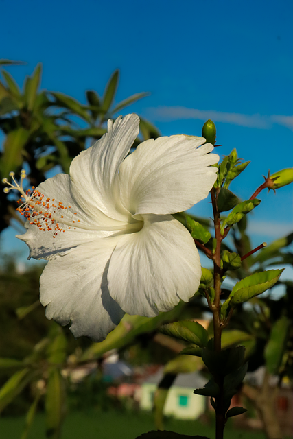 Free Flower Hibiscus photo and picture