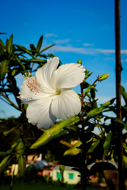 Free Hibiscus White Flower photo and picture