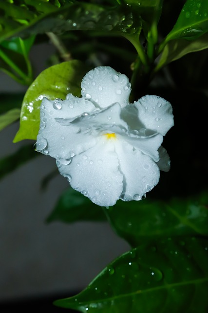 Free Flower Dew Drops photo and picture