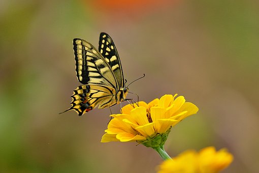 Sommerfugl, Natur, Makro, Vinger