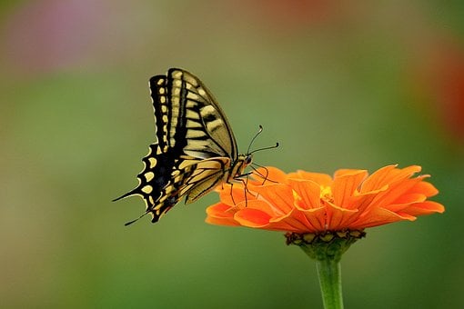 Sommerfugl, Zinnia
