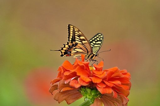 Sommerfugl, Hage, Blomst, Makro, Zinnia