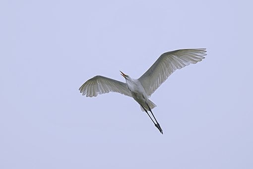 Hegre, Fugl, Flyr, Vinge, Hvit, Himmel