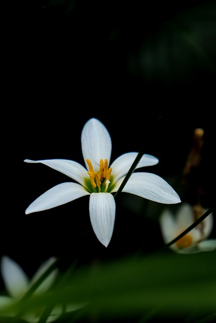 Free Flower Lily photo and picture