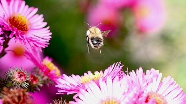 Biene, Blume, Natur, Flug, Insekt