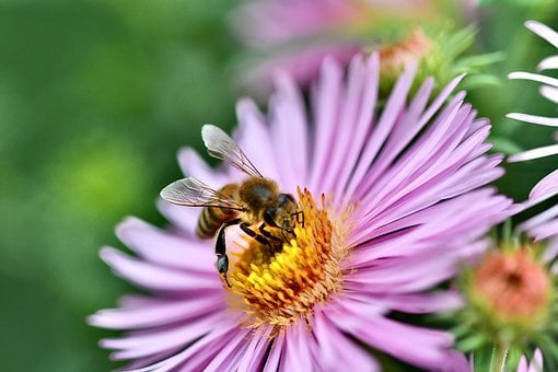 Biene, Blume, Bestäubung, Natur, Rosa