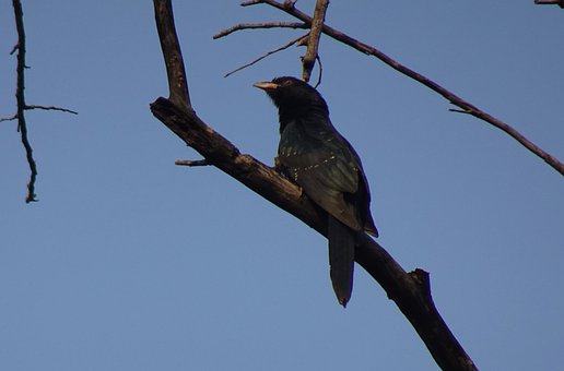 Pássaro, Koel, Asiático, Pássaro Canoro