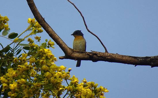Pássaro, Papa-Moscas Azul, Vida Selvagem
