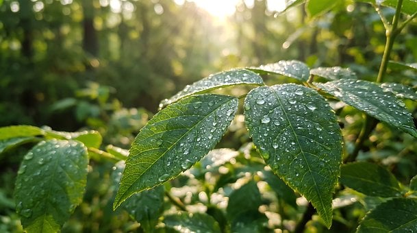 Blatt, Tau, Wassertropfen