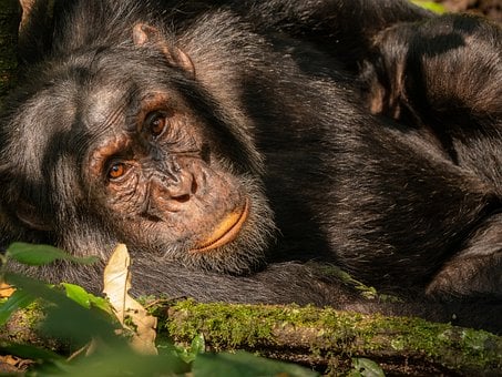 Chimpancé, Animal, Uganda, Kibale