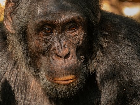 Chimpancé, Retrato, Vida Silvestre