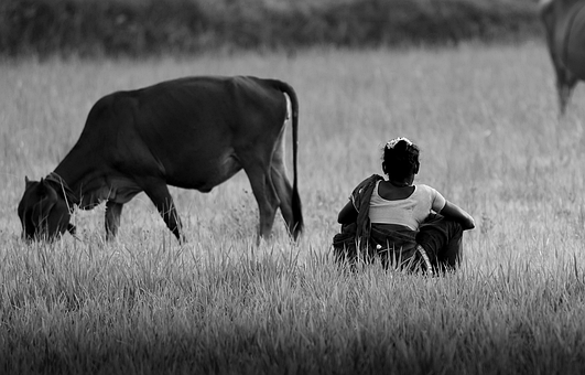 Pasto, Vaca, Agricultura