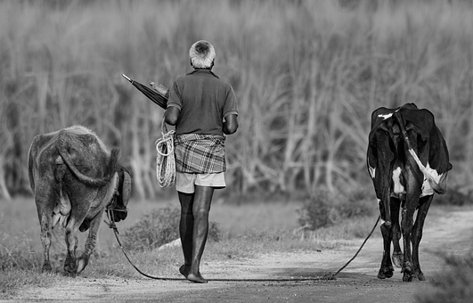 En Blanco Y Negro, Agricultor, Ganado