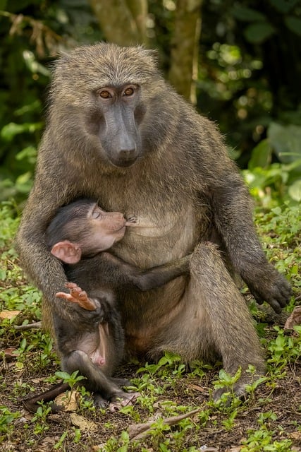 Free Baboon Monkey photo and picture