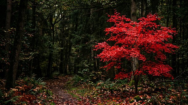 Natur, Pfad, Wald, Ahorn, Herbst, Rot