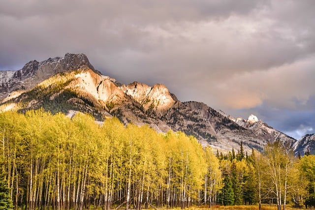 Banff, Nationaal Park, Herfst, Bomen