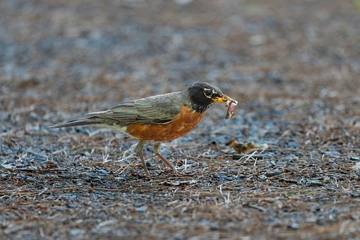 Pájaro, Petirrojo, Insecto, Gusano