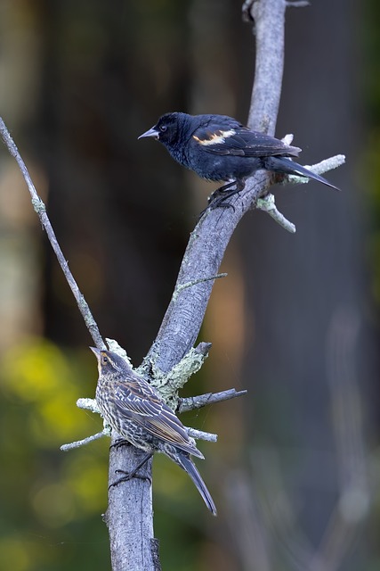 Free Wildlife Bird photo and picture
