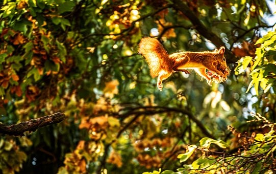 กระรอก, กระรอกสีแดง, Sciurus Vulgaris