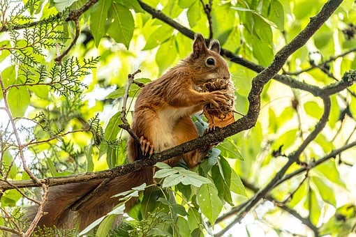 กระรอก, กระรอกแดง, Sciurus Vulgaris