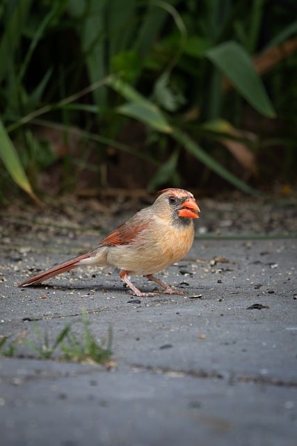 Cardenal Del Norte, Pájaro Macho