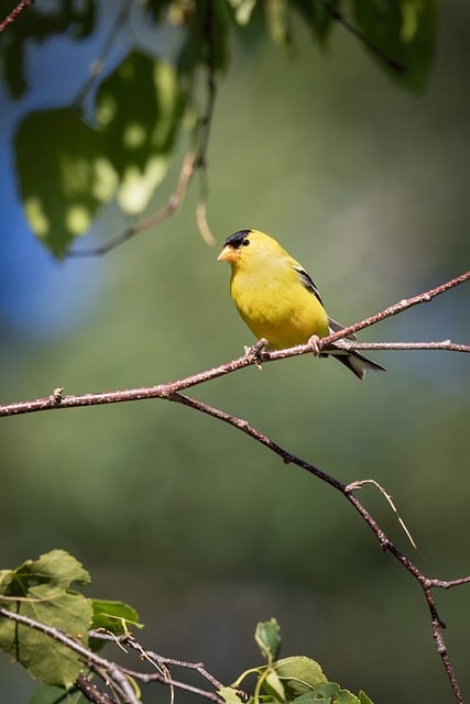Pájaro, Jilguero Americano, Vida Salvaje