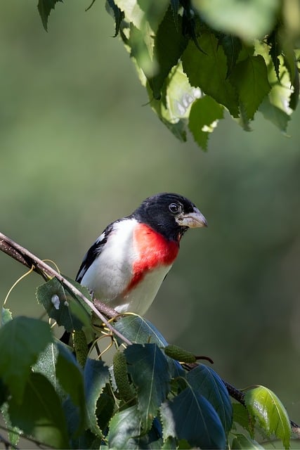 Pájaro, Picogrueso De Pecho Rosa, Árbol
