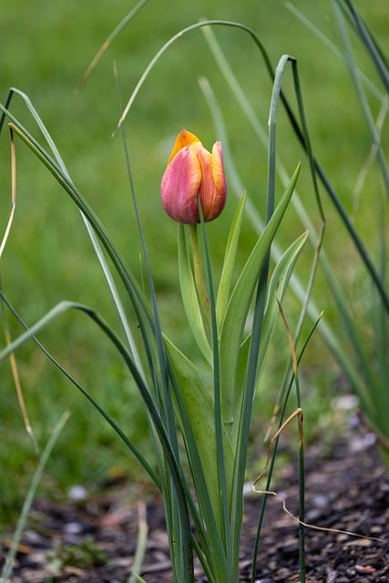 Tulipán, Flor, Naturaleza, Jardín
