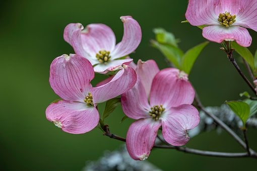 Flor Rosa, Fondo De Pantalla 4K