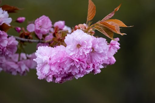 Flores, Rosa, Primavera, Flor, Pétalos