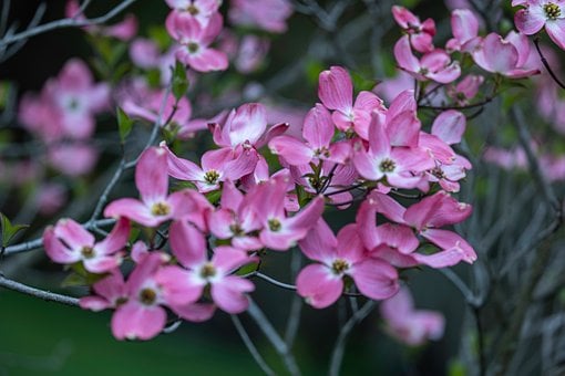 Flores Rosas, Flor De Primavera