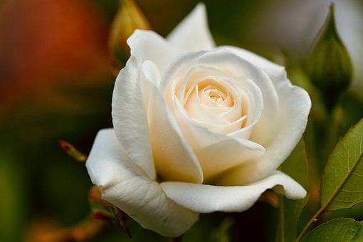 Hvid Rose, Rose Knopp, Cremefarvet