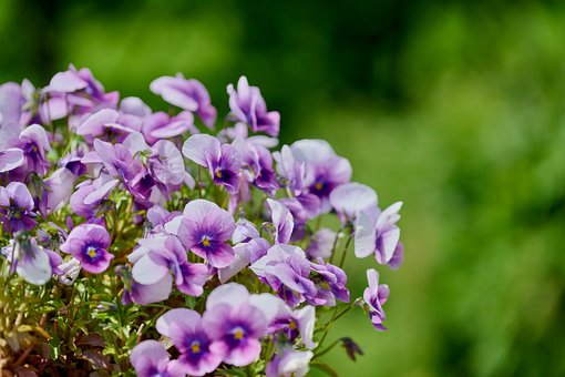 Viooltje, Bloem Behang, Paars, Bloem