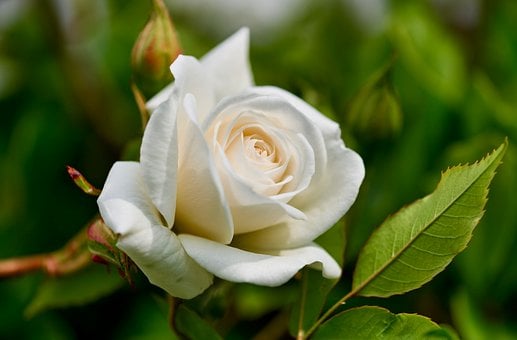 Hvid Rose, Roseknop, Elfenben, Creme