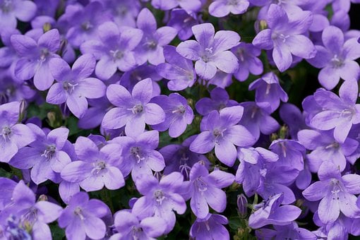 Klokke, Lilla Blomst, Lavendel Farve
