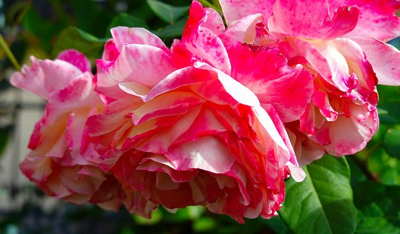Rosen, Blumen, Natur, Garten, Blüten