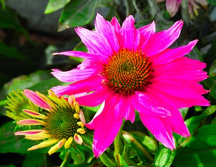 Echinacea, Pink Farbene Blume, Garten