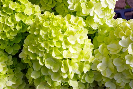 Hortensie, Grün, Natur, Blume, Blühen