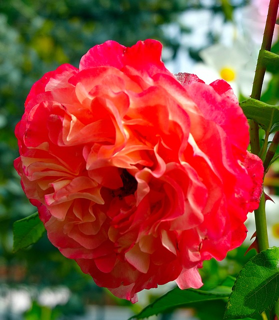 Rose, Rote Blume, Blühend, Garten, Natur
